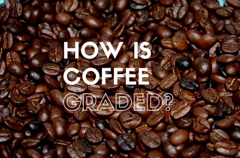 HOW ARE COFFEE BEANS GRADED?